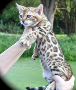 Bengalkatzen Bengal Bengalkitten mit Papiren