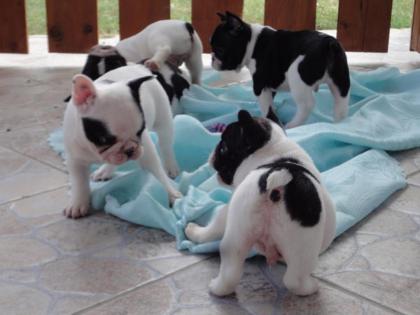 Französische Bulldogge - Französische Bulldogge Welpen mit Papieren