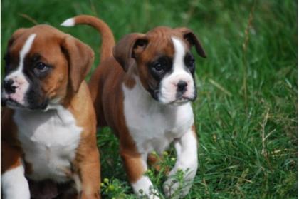 Schöne reinrassige Dobermannwelpen mit Papieren.