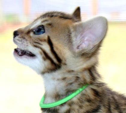 5 Bengal-Kitten in liebevolle Hände abzugeben