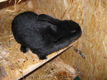 Schwarze Wiener Zuchttiere zu verkaufen