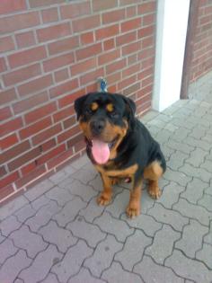 Rottweiler 18 monate bild schön und kräftig