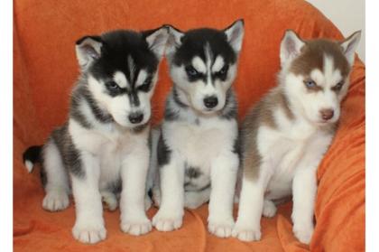 Siberian Husky sucht dringend neues Zuhause