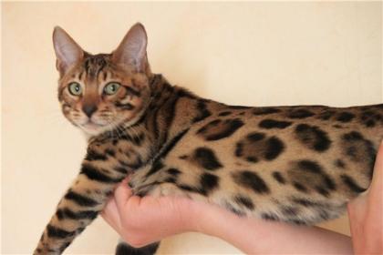 Bengalkatzen, Bengalkatze, Bengalkater