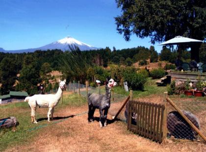 Chile Farm mit Schafen und Alpaka, Obst und Gemüse