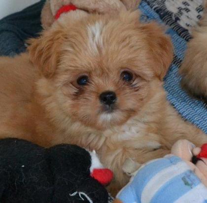 Chihuahua - Shihtzu Mix Welpen in verschiedenen Farben suchen ein Zuhause