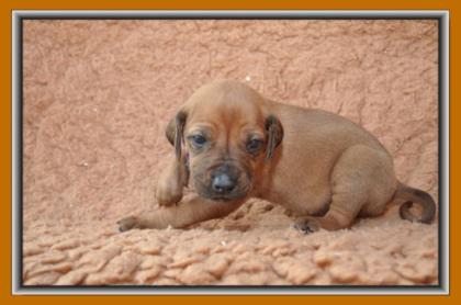 Typvolle Rhodesian Ridgeback Welpen