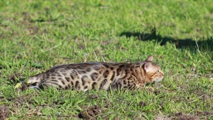 Bengalkatzen, Bengalkatze, Bengalkater