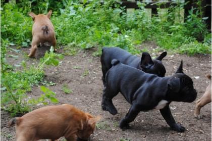 Abgabebereit-Französische Bulldoggen Welpen - Rüden und Hündinnen