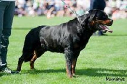 Rottweiler Welpen aus ADRK überwachten Leistungszucht