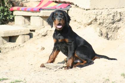 Gordon Setter Traumpaar