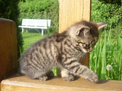 Süße, gesunde Europäische Hauskatzenbabys ab Mitte - Ende September abzugeben