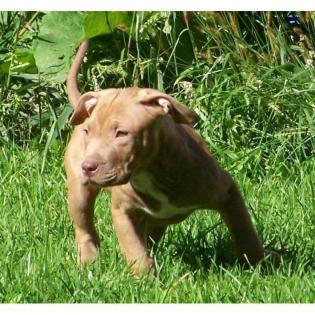 Rote und blaue nase pitbull welpen 2 Rüden, 2 Hündinnen