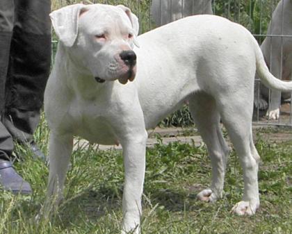 Dogo Argentino Welpen Wurfplanung Winter 2021/2014