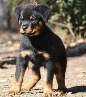 Top-Rottweilerwelpen