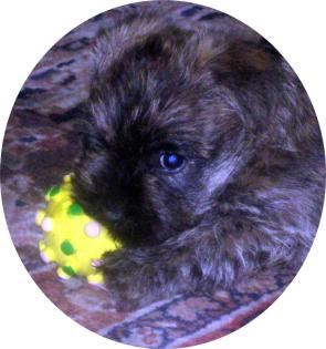 Cairn Terrier Welpen aus KfT/VDH Zucht geb. 7. 9. 13 2 super tolle Rüden