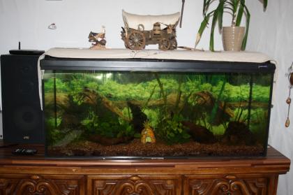 210L Aquarium komplett