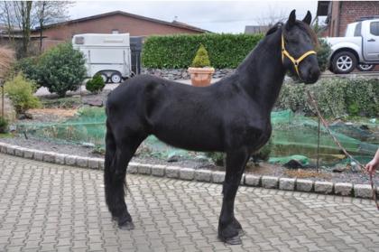 4 jahre alt Friese wallach für Dressage