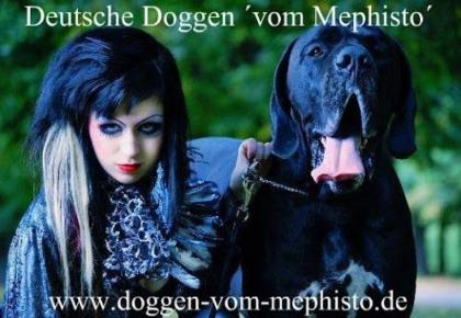 Seit 1979 - Deutsche Doggen vom Mephisto