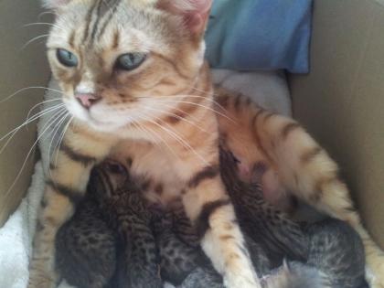 Bengalkitten Bengalkatzen Bengalbabys Katzenbabys Babykatzen