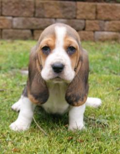 Aussergewöhnliche Beagle-Basset Welpen mit Stammbaum