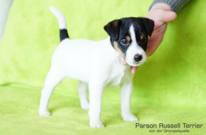 Parson Russell Terrier Hündin tricolor