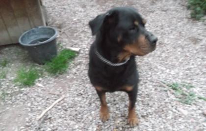 Rottweilerhündin abzugeben