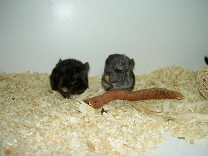 Chinchillas aus liebevoller Hobbyzucht