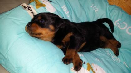 Rottweiler Welpen