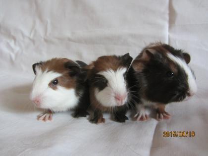 Eng Crested Meerschweinchen Schoko Gold Weiss zur Abgabe