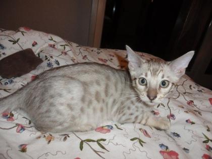 Bengalkitten in brown rosetted, brown marbled und silber mink rosetted