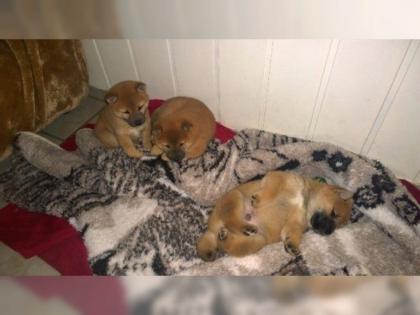 3 Shiba Inu Welpen