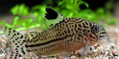 Corydoras, Hechtlinge, L 134, Salmler, Sturisoma festivum