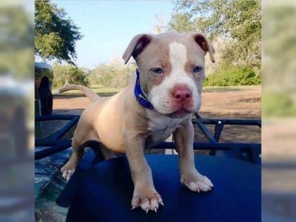 Rednose Pitbull Welpen