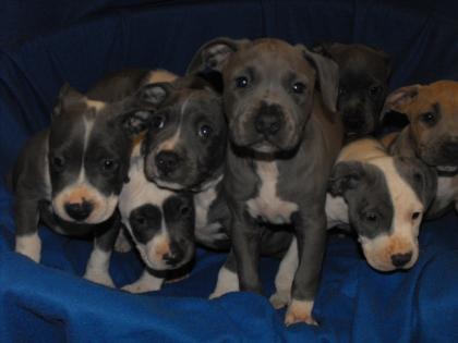 American Staffordshire Terrier mit GBF / VDH / FCI