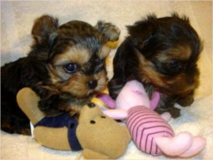 Reinrassige Yorkshire Terrier Welpen