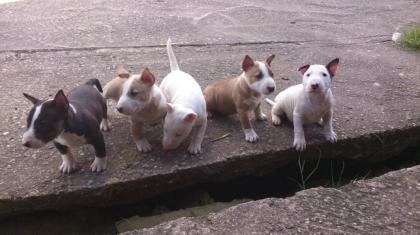 Miniature Bull Terrier Welpen geimpft, entwurmt, gechipt und mit VDH Papiere