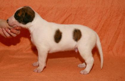 Magyar Agar, ungarischer Windhund, Welpen, hungarian Greyhound