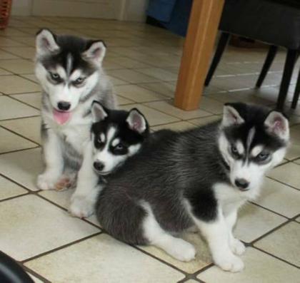 Wunderschöner reinrassiger Huskywelpen mit Papieren