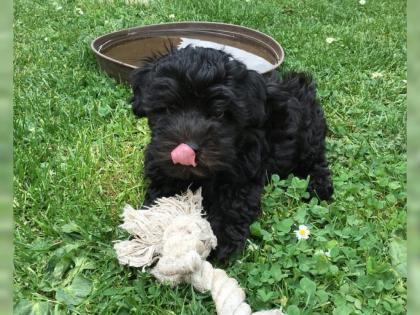 Bolonka Zwetna Rüde, sucht ab sofort ein neues Kuschelplätzchen