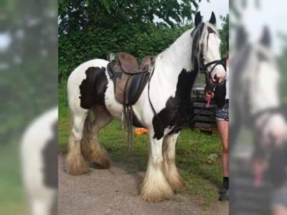 Irish Pony Tinker Stute