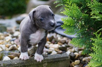 American Staffordshire Welpen Blue Line