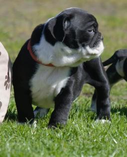 Wunderschöne, kräftige English Bulldog Welpen in schönen Farben