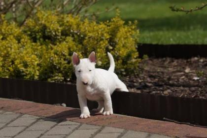 Wundervolle Miniatur Bullterrier welpen aus pll