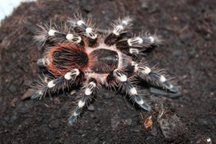 Vogelspinne Acanthoscurria geniculata, Körperlänge 3cm