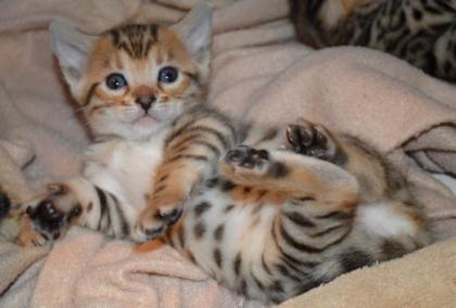 Reinrassige Bengal Babys abzugeben