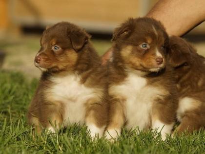 Knuffige Aussie Rüden und Hündinnen mit ASCA Papieren