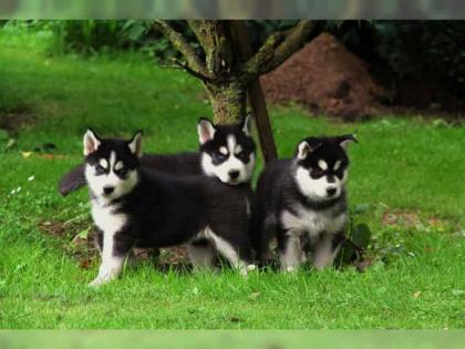 Siberian Husky Wurfplanung für Herbst m. VDH/DCNH/FCI-Papieren aus seriöser u.