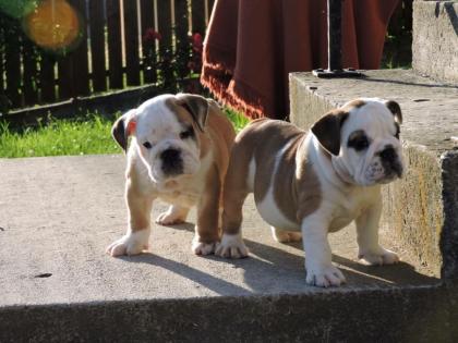 English Bulldog Welpen . Ab sofort abgabebereit Aus Championzucht