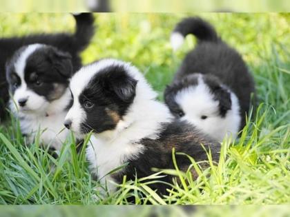 Wunderschöne Australian Shepherd Welpen mit ASCA VDH Papieren